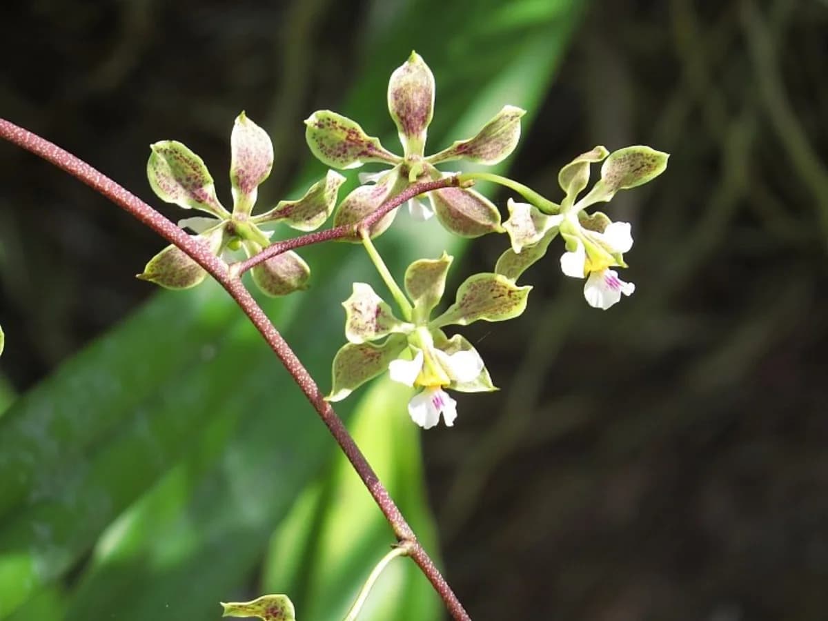 Orchidée Malabar des marais