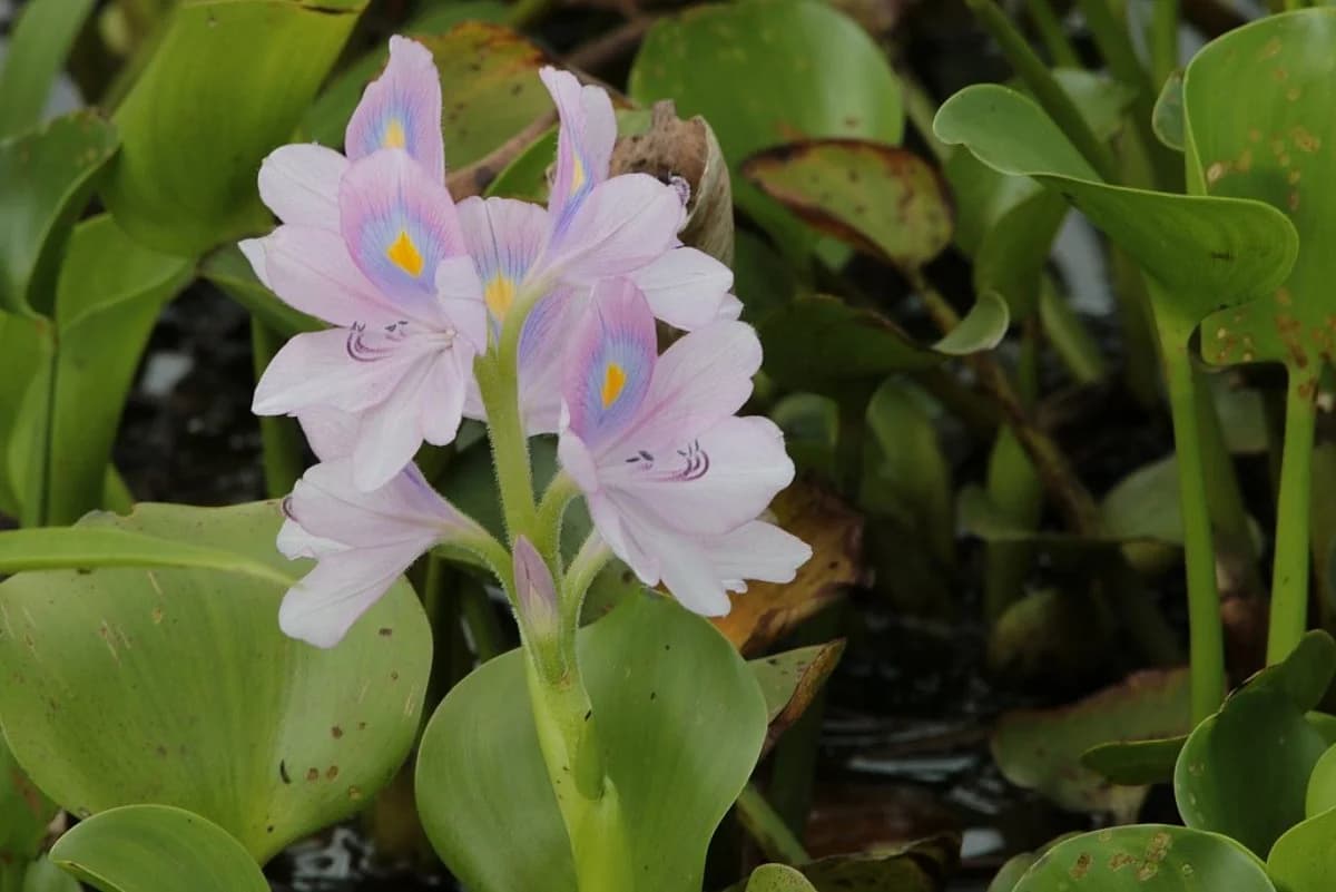 Fleur de Jacinthe d'eau