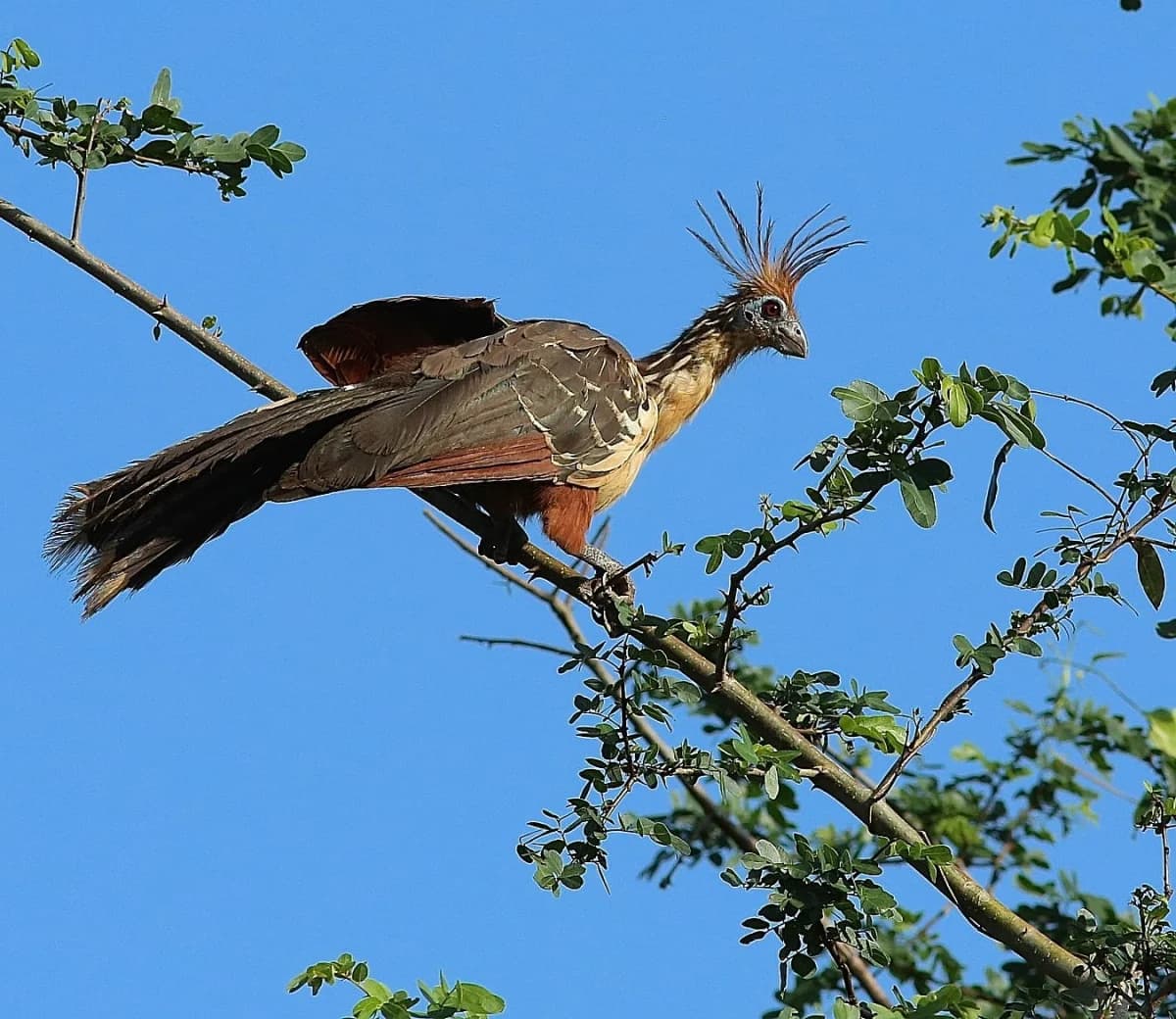 Hoazin huppé — oiseau emblématique des marais