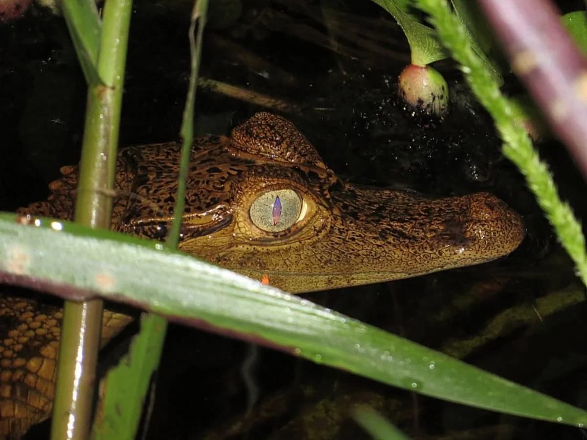 Caïman à lunettes dans la rivière