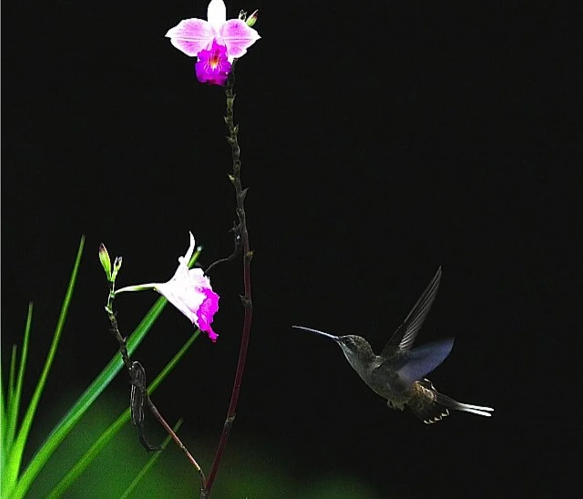 Colibri en vol dans la végétation